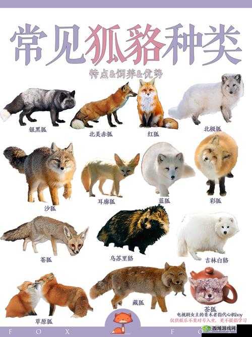 狐里狐涂结局大全及结局成就达成技巧攻略