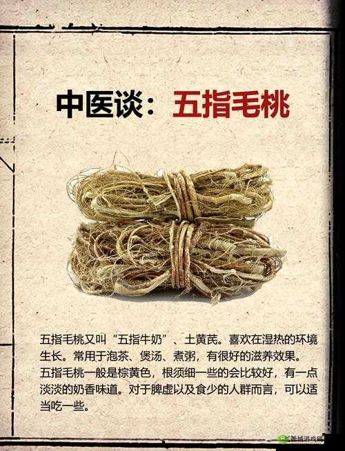 五指毛桃哪些人不能吃?五指毛桃不适宜人群大揭秘