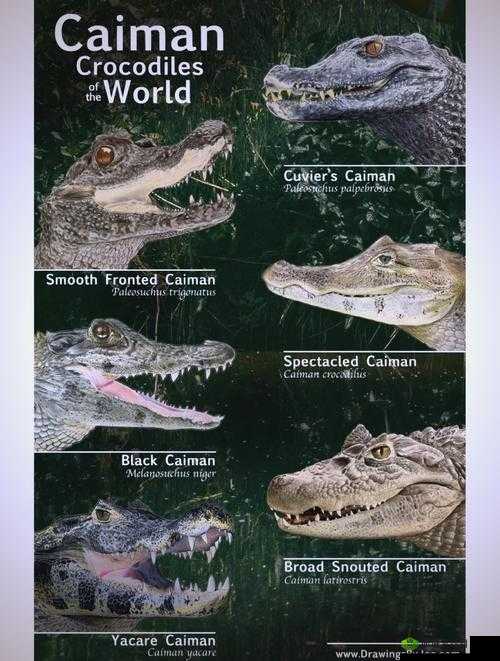 全球行动反抗军短吻鳄怎么样 属性图鉴分享