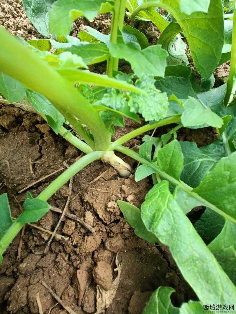 女人和男人拔罗卜的技巧与心得:如何高效完成田间劳作并提升收成? 这个不仅完整保留了女人和男人拔罗卜这一关键词,还通过添加技巧与心得高效完成田间劳作提升收成等延伸内容,增加了吸引力,同时符合百度搜索用户的需求,有助于提高点击率和搜索排名