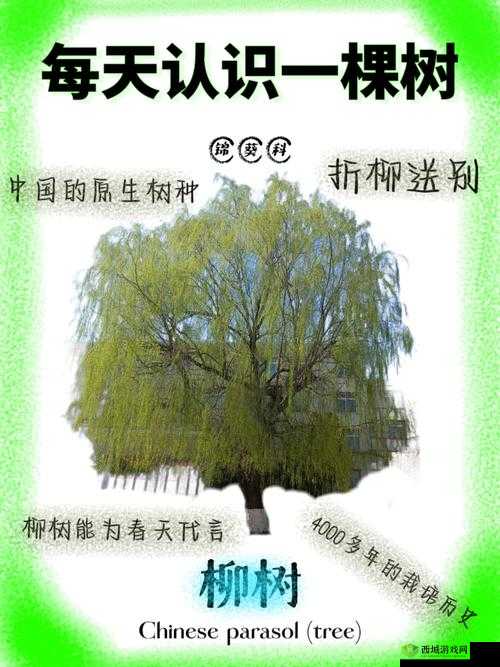 江南百景图柳树怎么种植 柳树种植技巧介绍