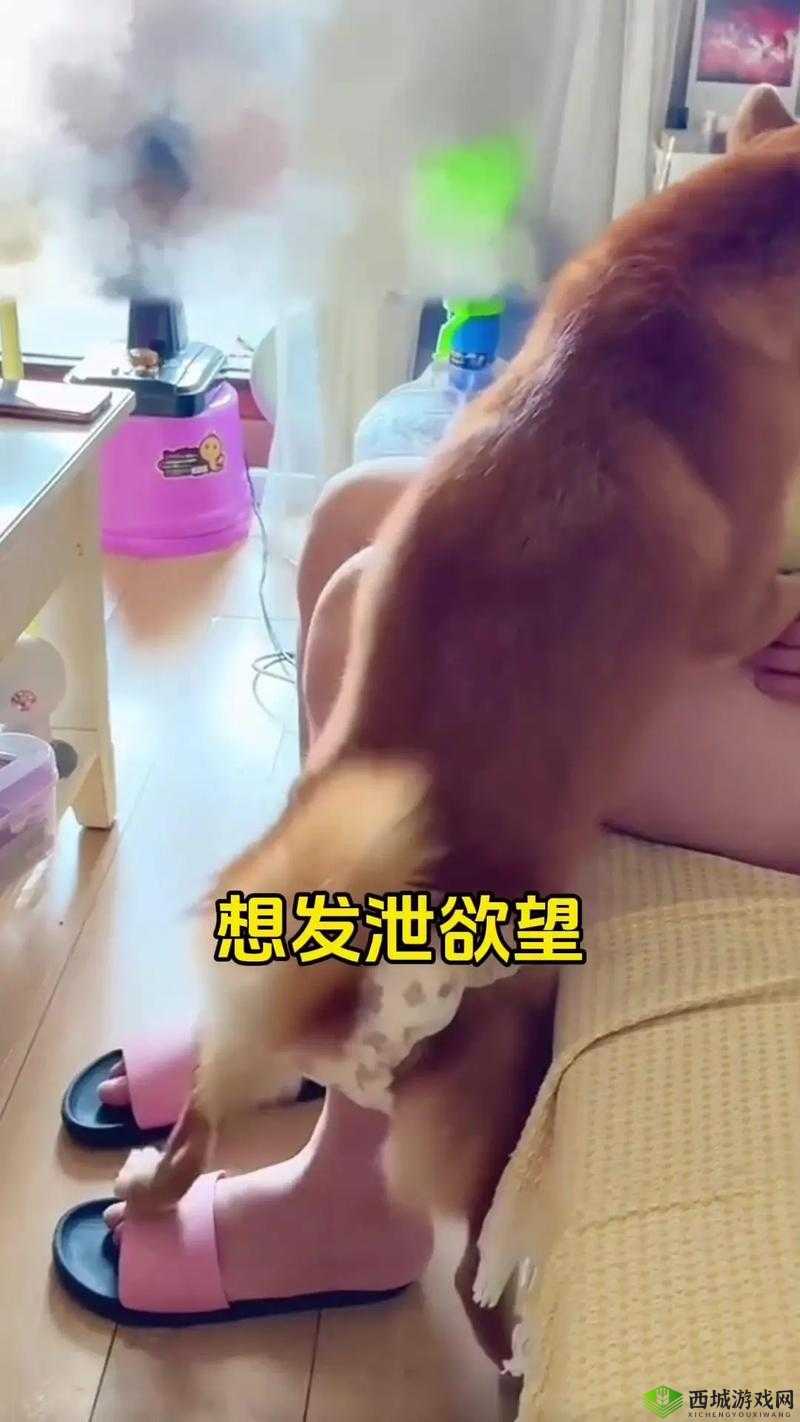 狗配种女人图片引发热议：探讨人与动物关系的伦理边界与网络舆论走向