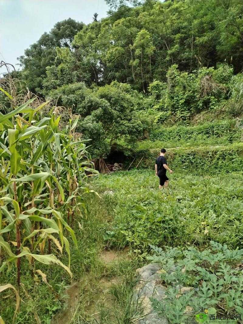 探索乡村-XNXX.COM:揭秘乡村生活背后的真实故事与独特魅力