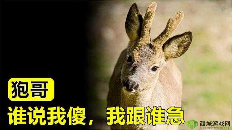 我也要好好对待第五集,它究竟有何独特魅力?快来一探究竟