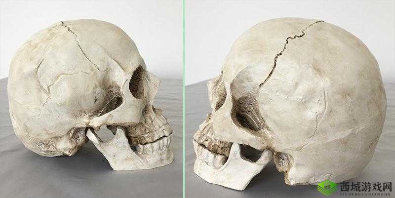 你是否想过自己的头颅骨长什么样？想知道头颅骨的结构和功能吗？现在，让我们一起通过人体头颅骨模型来探索一下吧