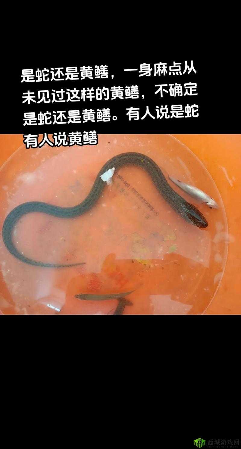 人与黄鳝交videoS:揭秘罕见生态现象背后的科学真相与自然奇观