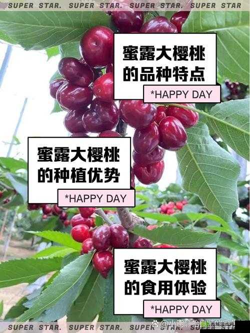 樱桃视频福利有哪些?快来一探究竟,解锁超多惊喜内容