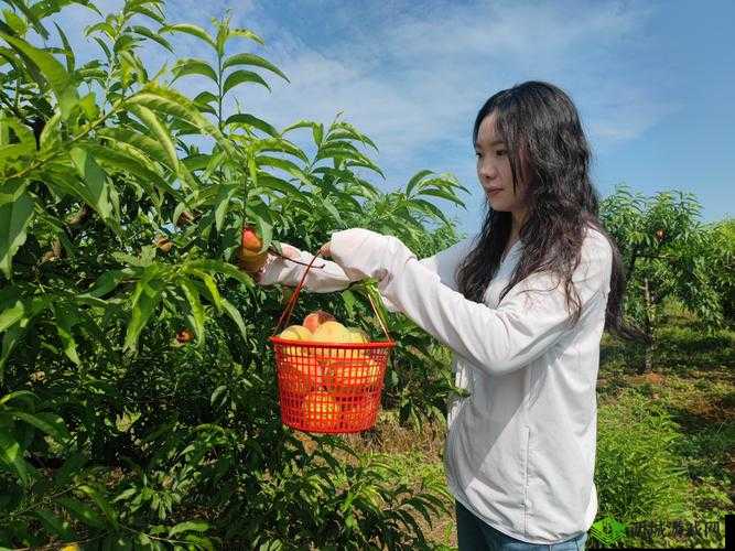 桃子移植大全官方入口究竟在哪里?如何快速找到桃子移植大全官方入口?