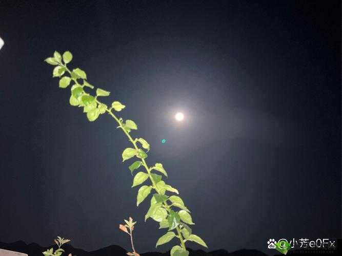 月亮很圆时小芳和爸爸之间发生了什么?精彩片段等你来揭秘