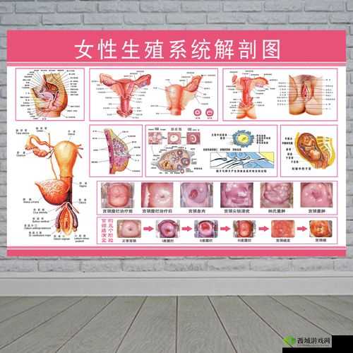 探索女性生殖高清特写HD：深入了解女性生理结构与健康知识