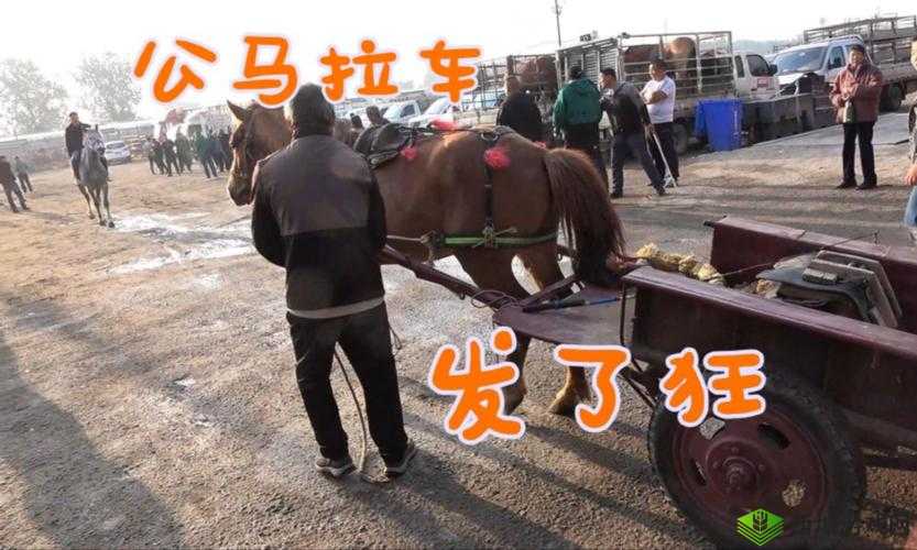 小马拉小车视频大全免费播放,精彩内容等你来看不容错过小马拉小车视频大全免费播放,各类精彩瞬间一次看个够想看小马拉小车视频?这里大全免费播放,满足你的好奇心小马拉小车视频大全免费播放,超多惊喜等你来发现