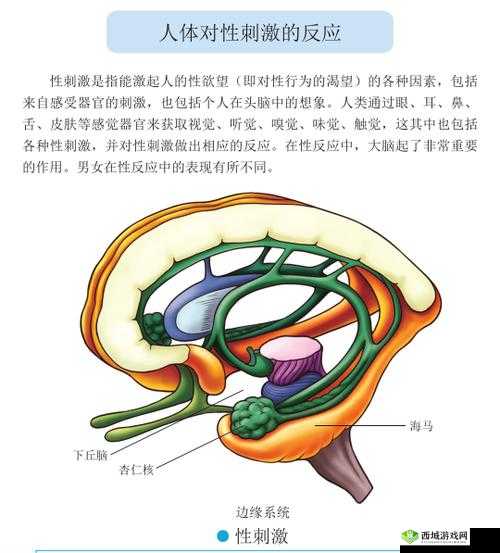 女人 C 性动 C 交物 XXXX：探索性爱的奥秘与乐趣
