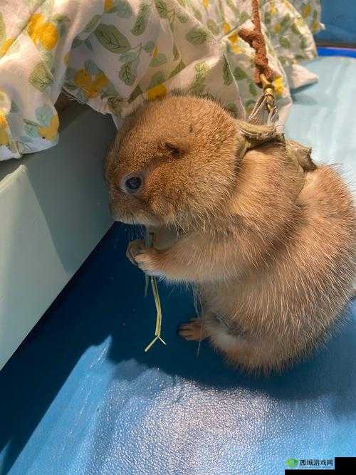 小森生活土拨鼠在哪?土拨鼠具体位置分布介绍