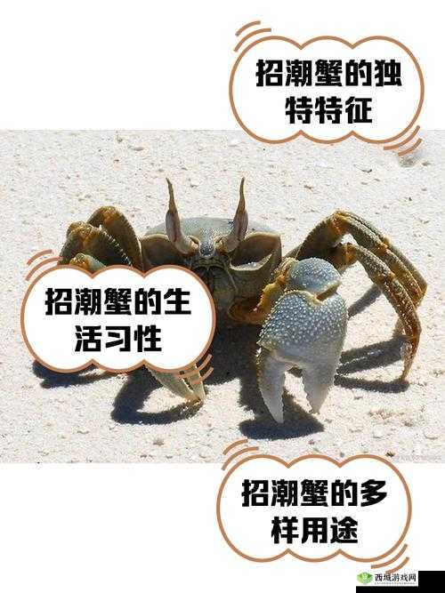 海岛纪元破潮蟹怎么样？捕捉培养攻略分享