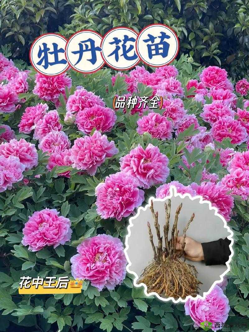 烟雨江湖牡丹花怎么获得?牡丹花获得及位置介绍