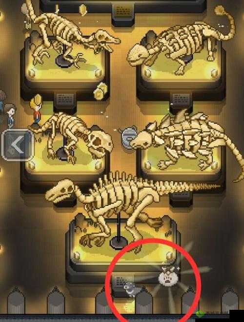 我的化石博物馆升级秘籍,解锁快速升级新篇章