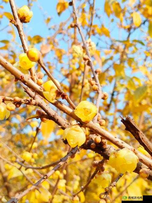 动物餐厅腊梅获取秘籍,解锁冬日璀璨之花