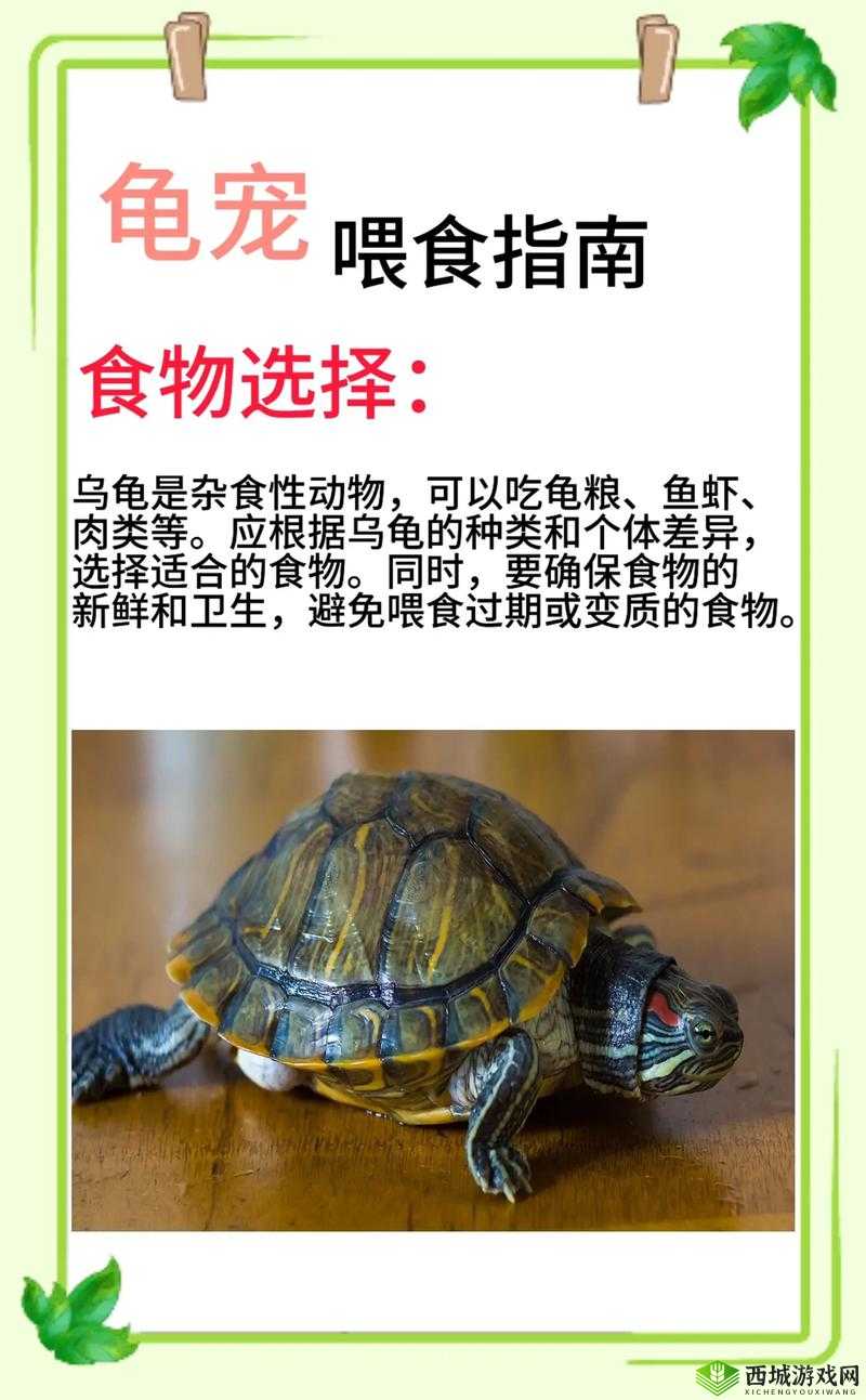 魔法水龟吃什么？保姆级喂养攻略！饲养必看，告别养死龟的魔咒